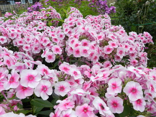 pink flowers in the garden