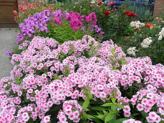 pink and white flowers