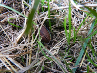 bug on the grass