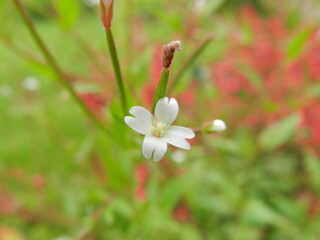 red and white flowers