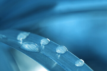 Water drops on leaf against blurred background, closeup. Toned in blue