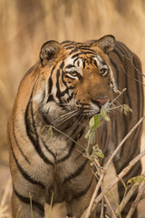 Closeup of Tigress T60 cub at Ranthambore Tiger Reserve