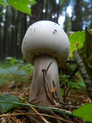 mushroom in the forest