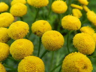 yellow flowers background