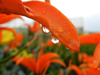 orange flower with water drops