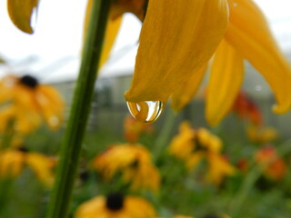 yellow flower with water drops