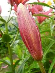 red flower in the garden