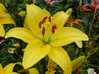 yellow tiger lily