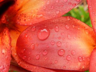 red flower with water drops