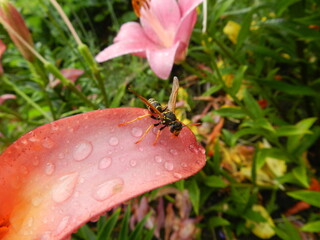fly on a flower