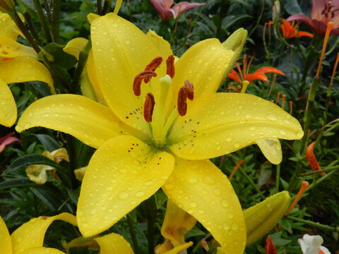 Yellow Tiger Lily