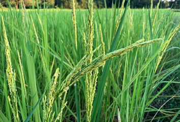 Green rice fields growing background