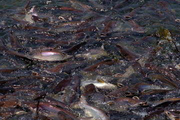 
Pangasius fishes in the river.
