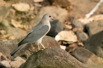 Shikra perched on a boulder at Ranthamore Tiger Reserve