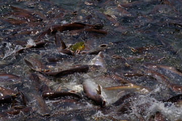 
Pangasius fishes in the river.
