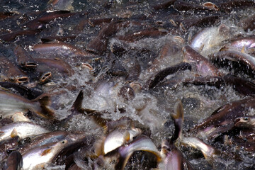 
Pangasius fishes in the river.
