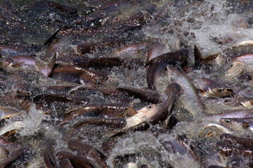 
Pangasius fishes in the river.
