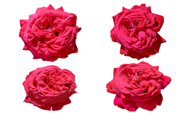 set of red roses isolated on white background