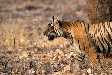 Tiger cub closeup, Ranthambore Tiger Reserve
