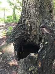 old tree trunk