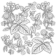 Hand drawn dewberry. Set of objects.