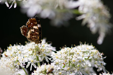 Beautiful summer butterflies on flowers and leaves