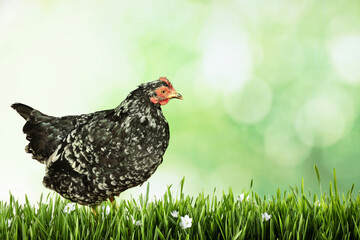 Beautiful chicken on fresh green grass outdoors, space for text