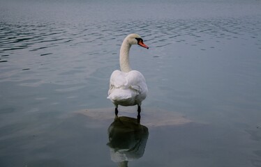 swan on the lake