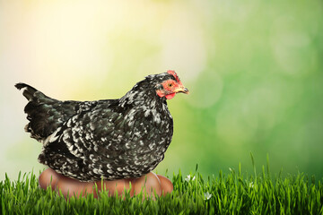 Beautiful chicken and eggs on green grass. Space for text