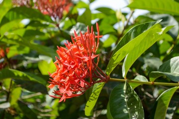 red Ixora coccinea flower in nature garden