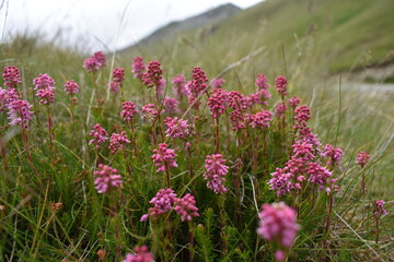 pink flowers in the field