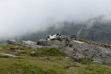 Dog on the mountain