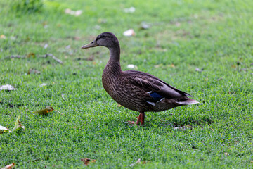 Duck walking on the grass in  park