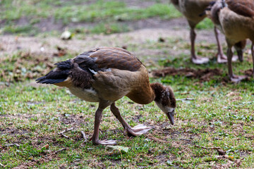 Young egyptian goose walking on the grass in  park