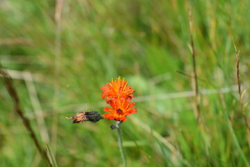 orange flower in the grass