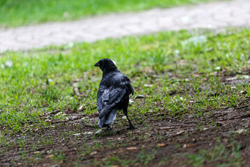 Crow walking on the grass in  park