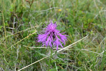 purple thistle flower