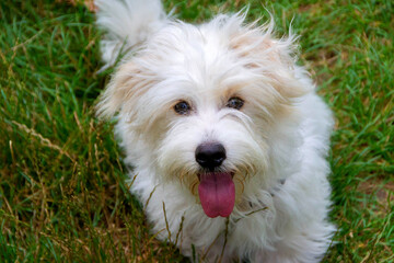 Coton de Tulear Dog Breed
