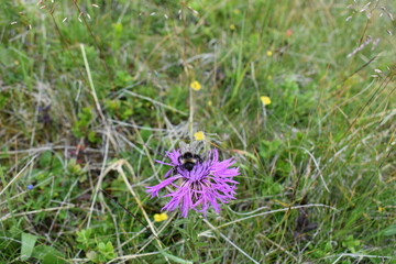 purple flowers on a meadow