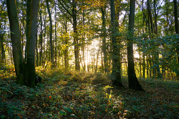 Autumn Pictures in the Forest of Germany