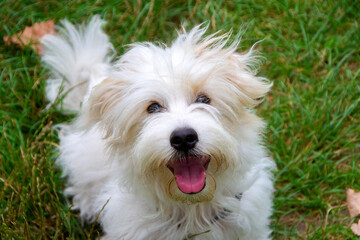 Coton de Tulear Dog Breed