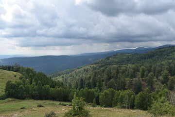 forest in the mountains