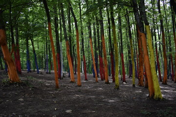 Painted tree forest