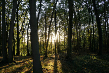 Autumn Pictures in the Forest of Germany