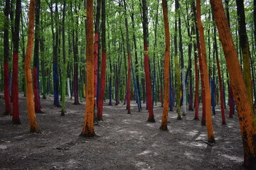 trees in the woods