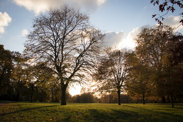 Obraz premium beautiful autumn trees, yellow leaves, sunset, sunlight