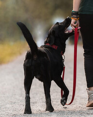 Black Labrador is next to her.Red collar and leash on the black dog. a walk in the Park with the dog