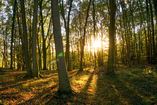 Autumn Pictures in the Forest of Germany