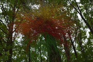 coloured branches in the woods
