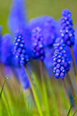 Blue Muscari flowers close up. A group of Grape hyacinth (Muscari armeniacum) blooming in the spring, closeup with selective focus.